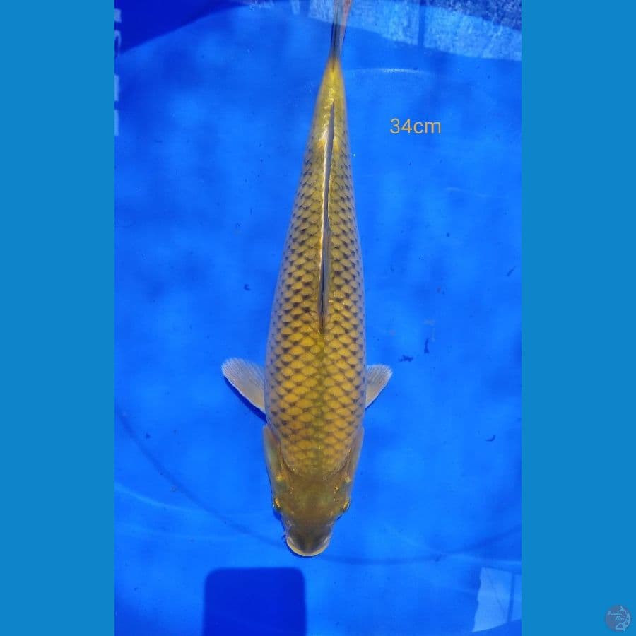 ~MIDORI 34cm~