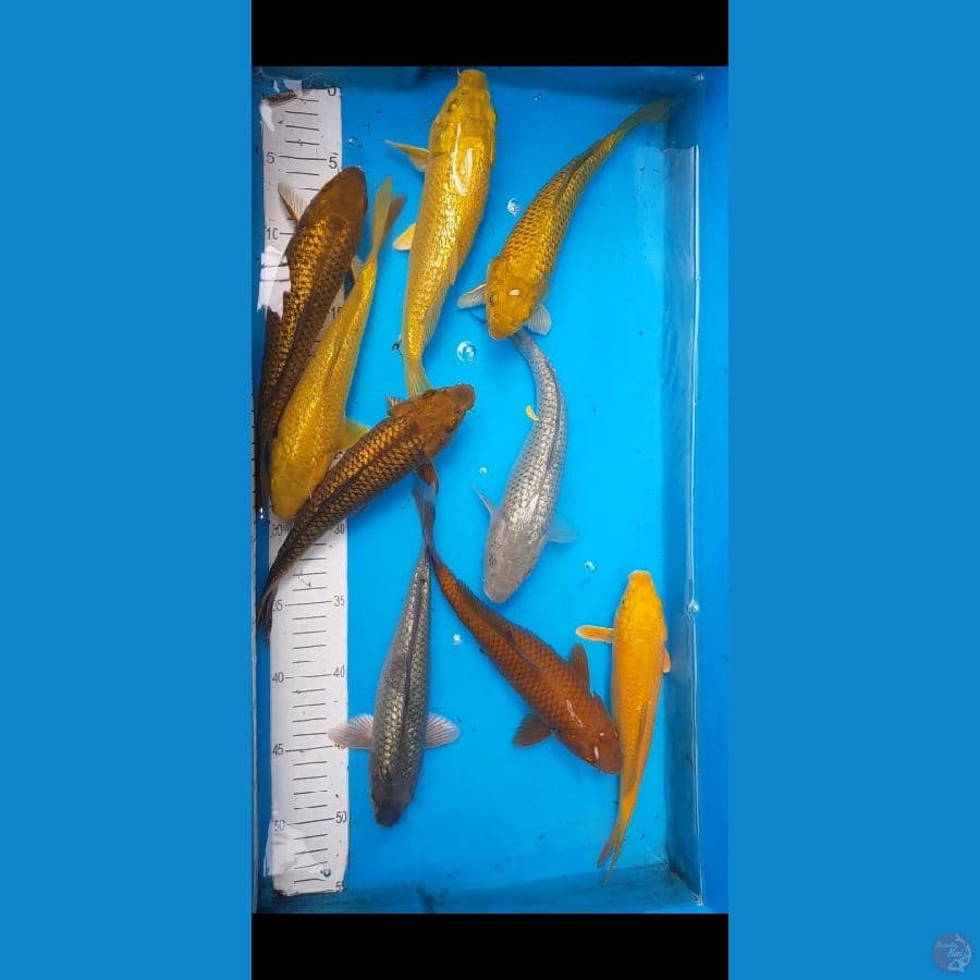Mix penjinak kolam
