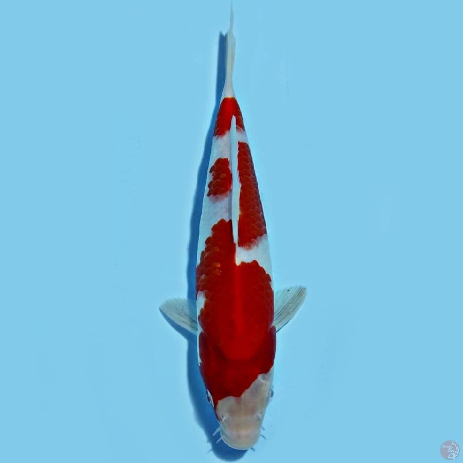 ORIGINAL PATREN KOHAKU 25CM