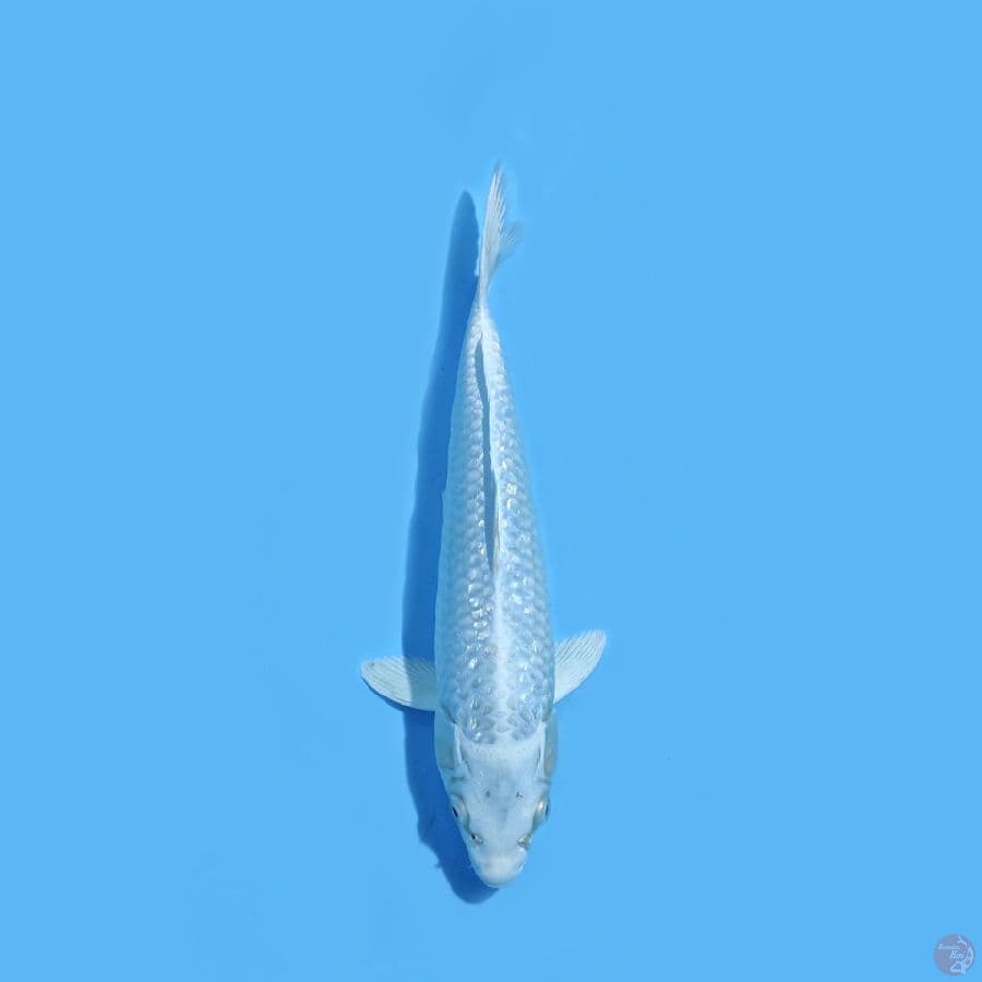 PLATINUM FULL HIKARI 28CM