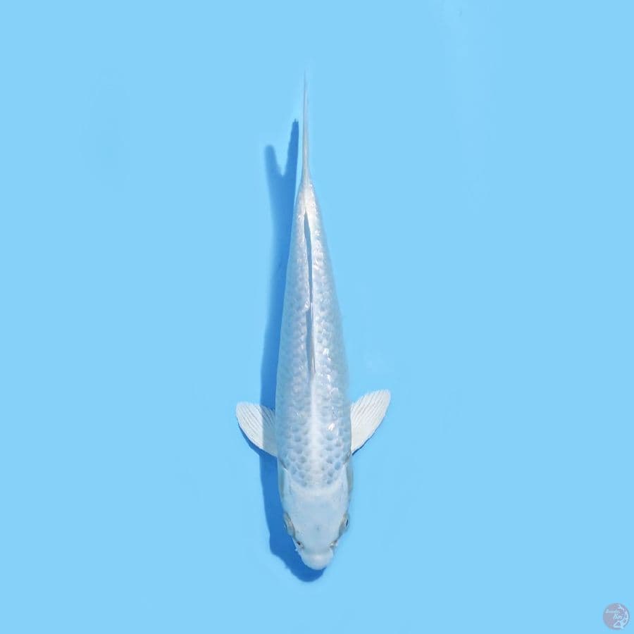 PLATINUM FULL HIKARI 25CM