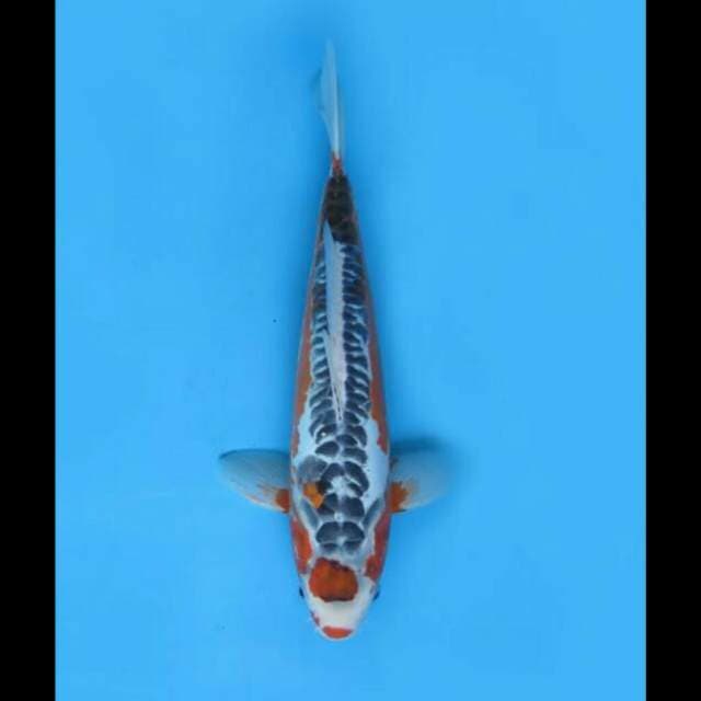 39cm - F1 Jumbo Shusui Maruten