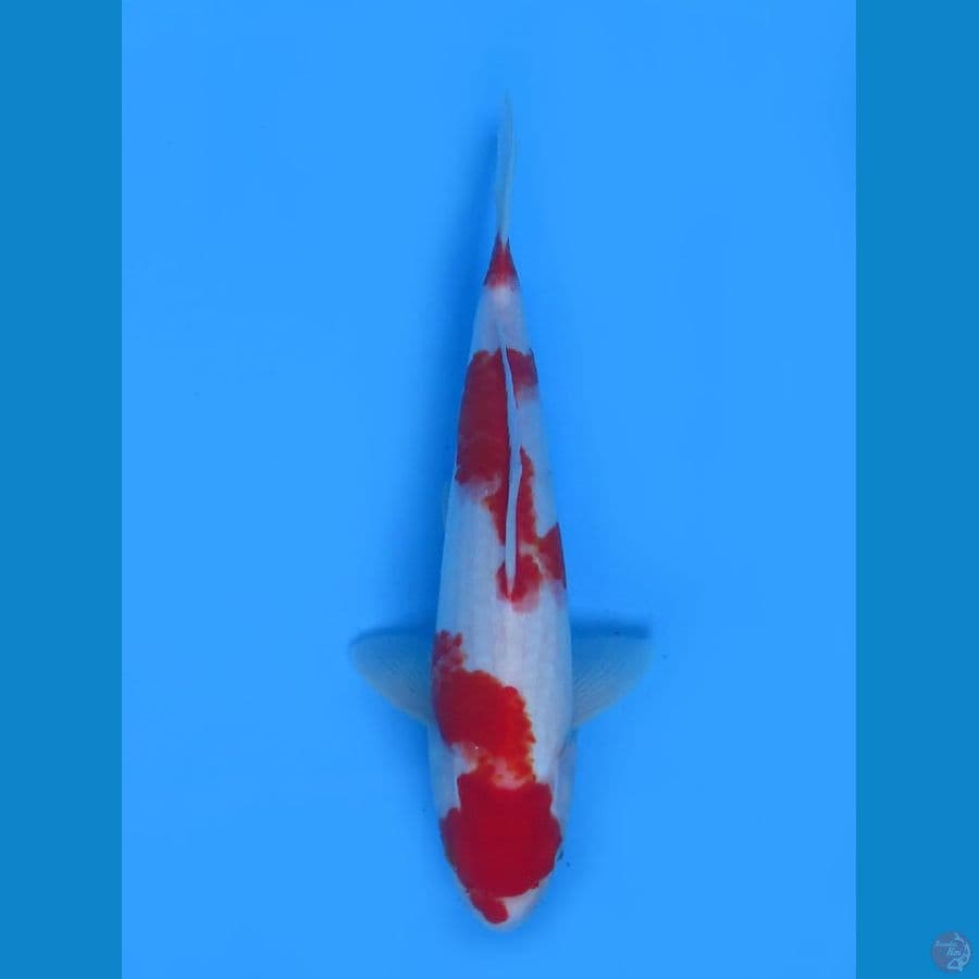 Kohaku jantan Merah