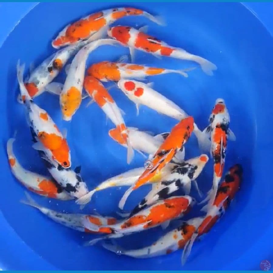 20 ekor 30-35cm
