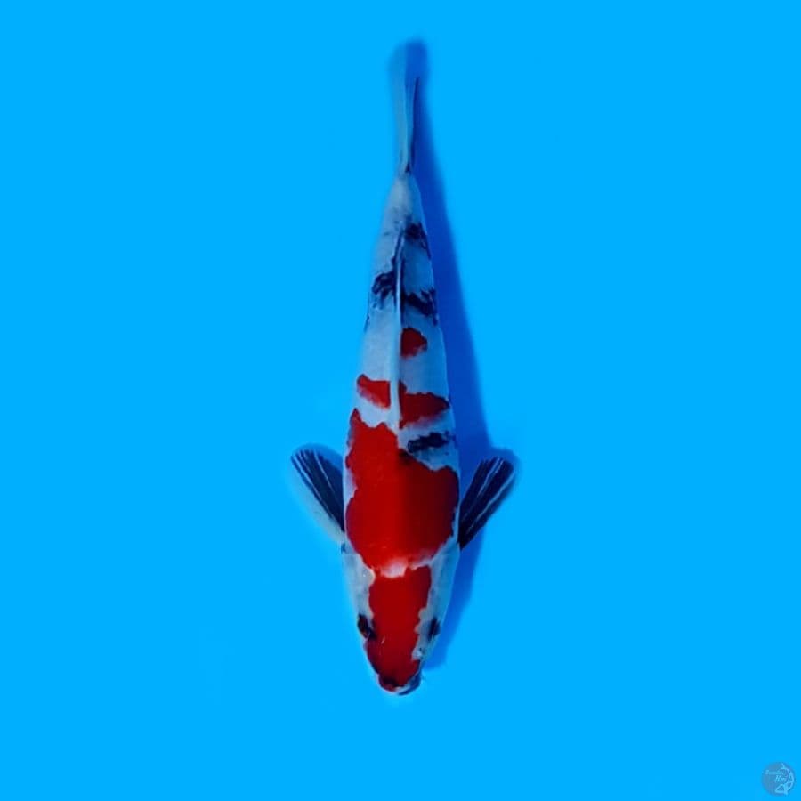 SHOWA SQ 24 cm male