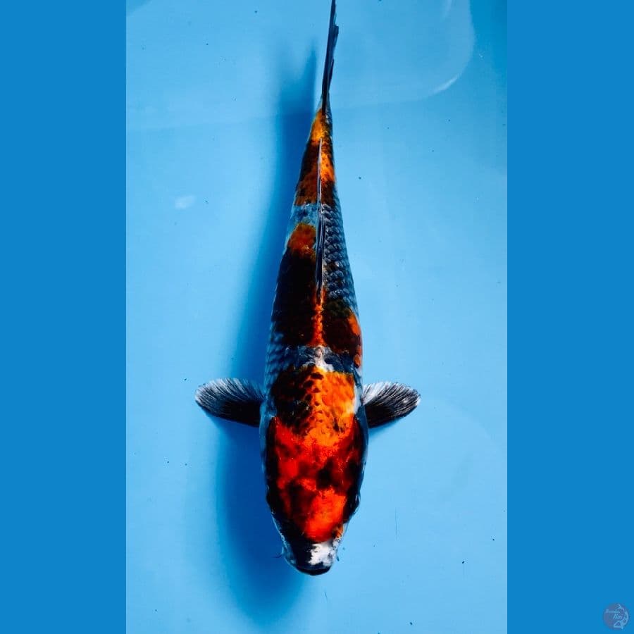 kage showa 24 cm