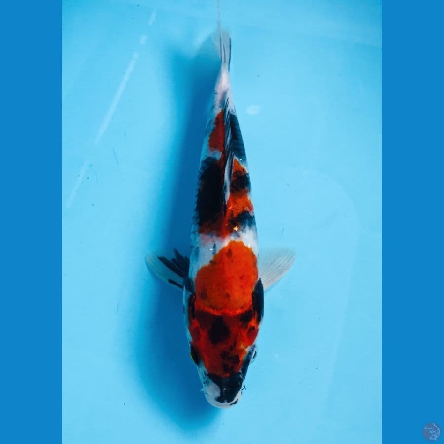 showa 26 cm