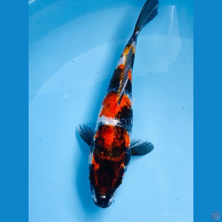 kage showa 26 cm