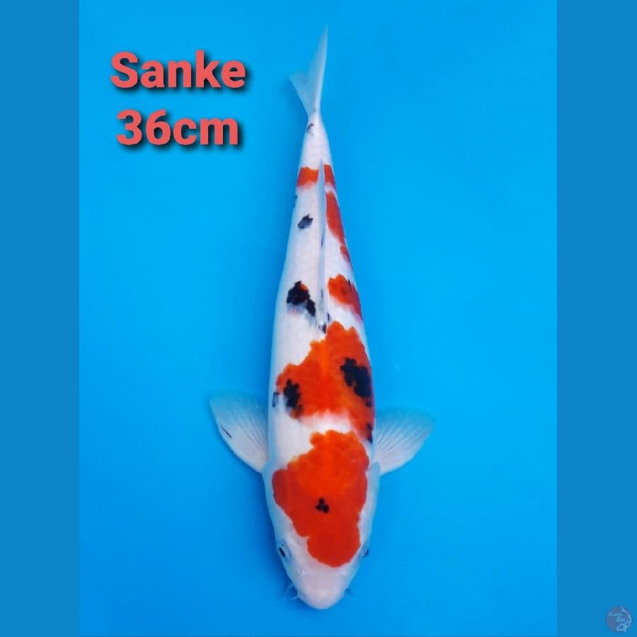 SANKE 36CM