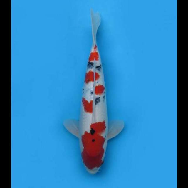 40cm - F1 Jumbo Taisho Sanke