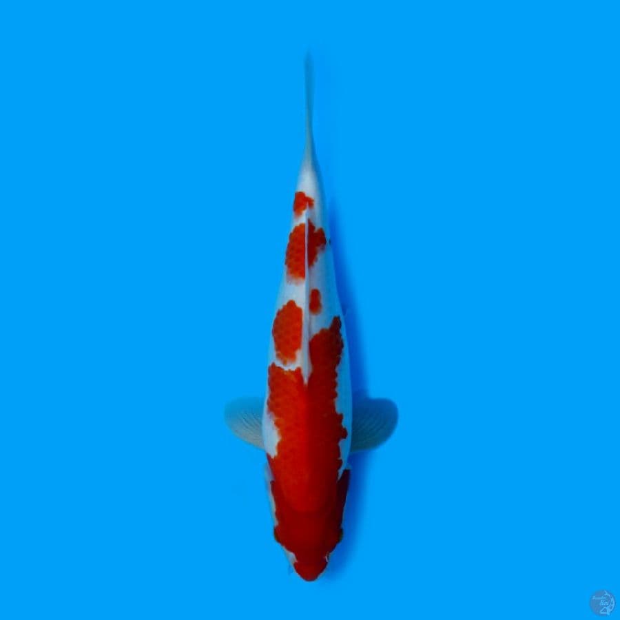 KOHAKU 33CM - FEMALE