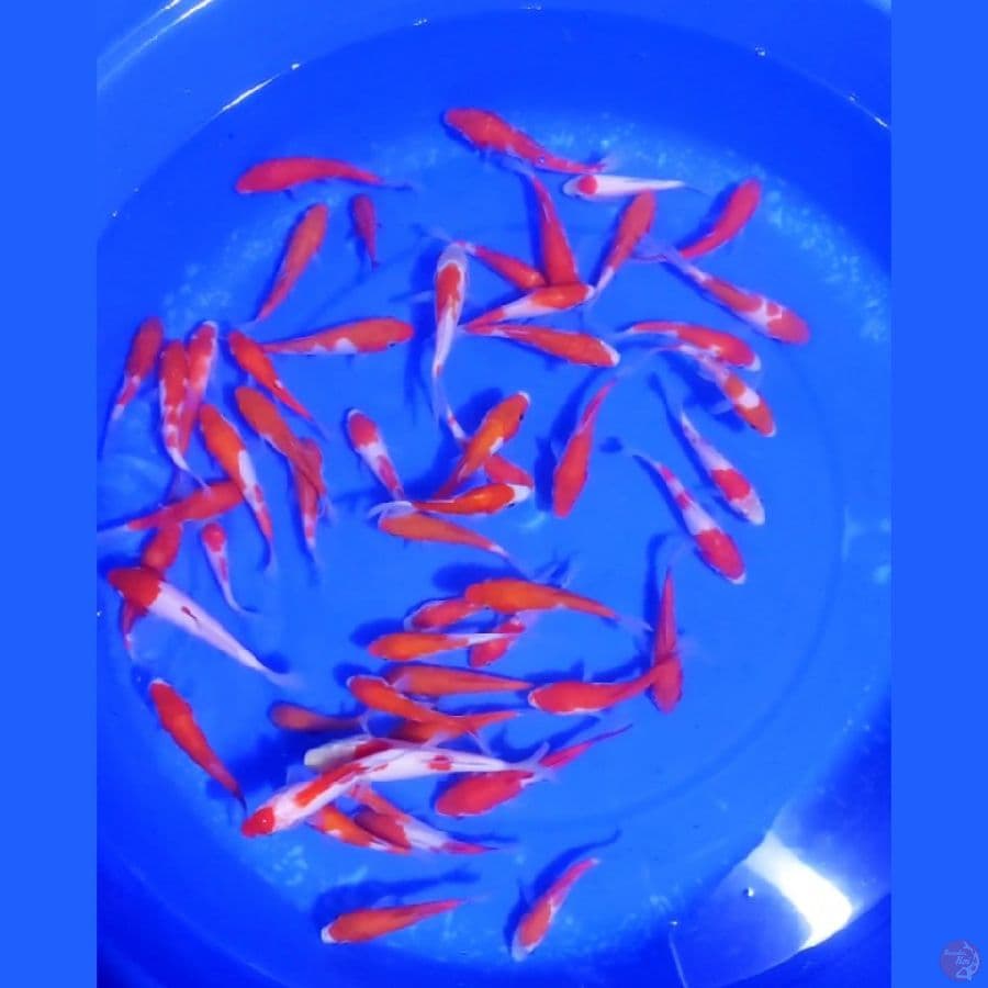 4. PAKET KOHAKU 50 EKOR SIZE 5-10 CM