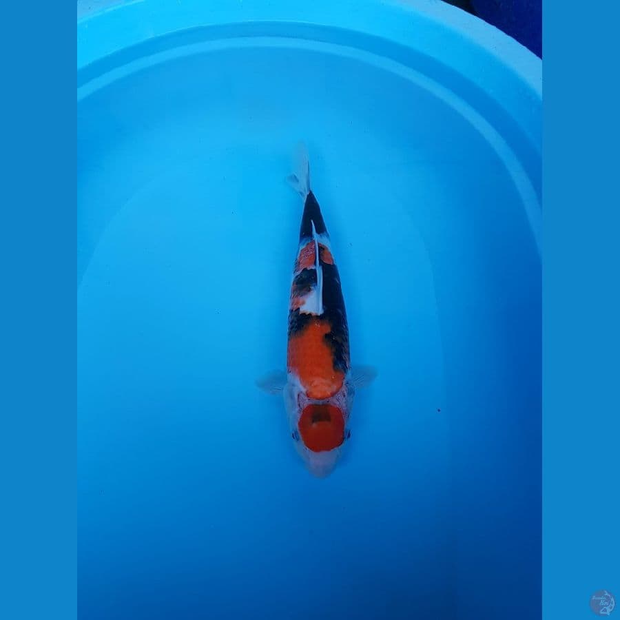 maruten showa 37 cm