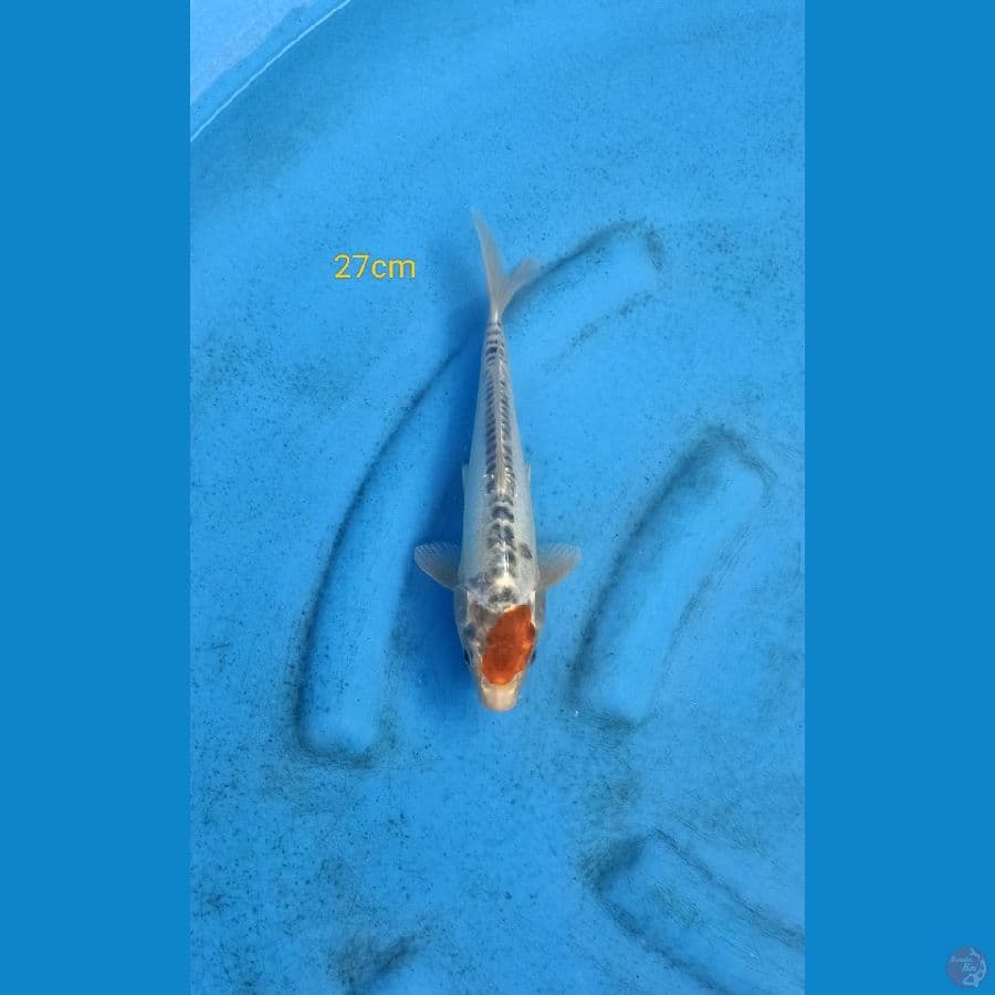 tancho kiko 27cm