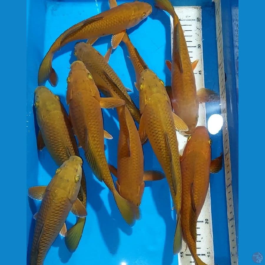 CHAGOI TEMBAGA 23-27 CM 10 EKOR