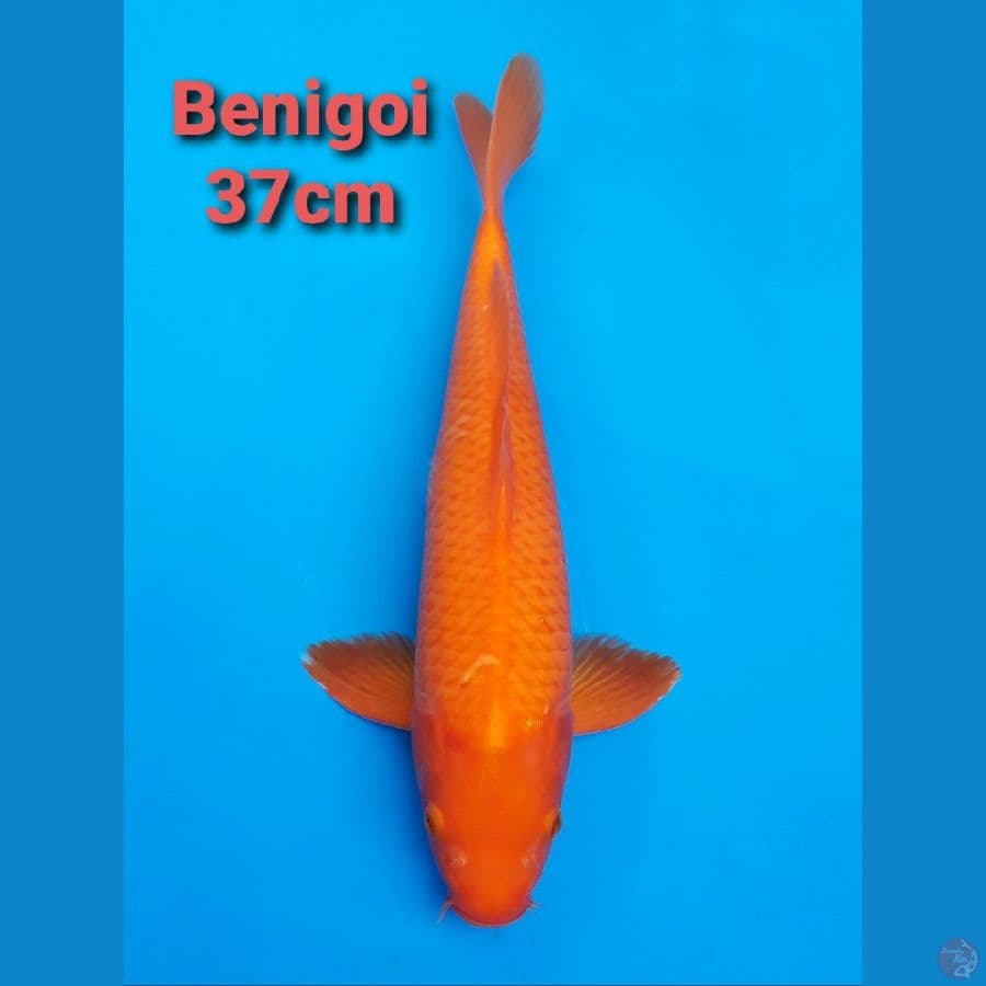 BENIGOI 37CM