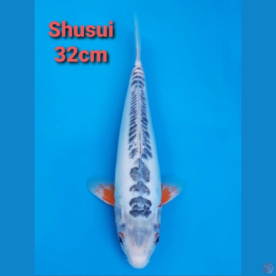 SHUSUI 32CM