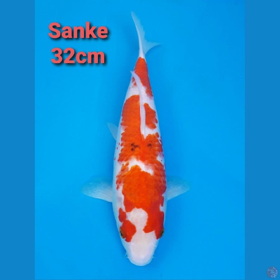 SANKE 32CM