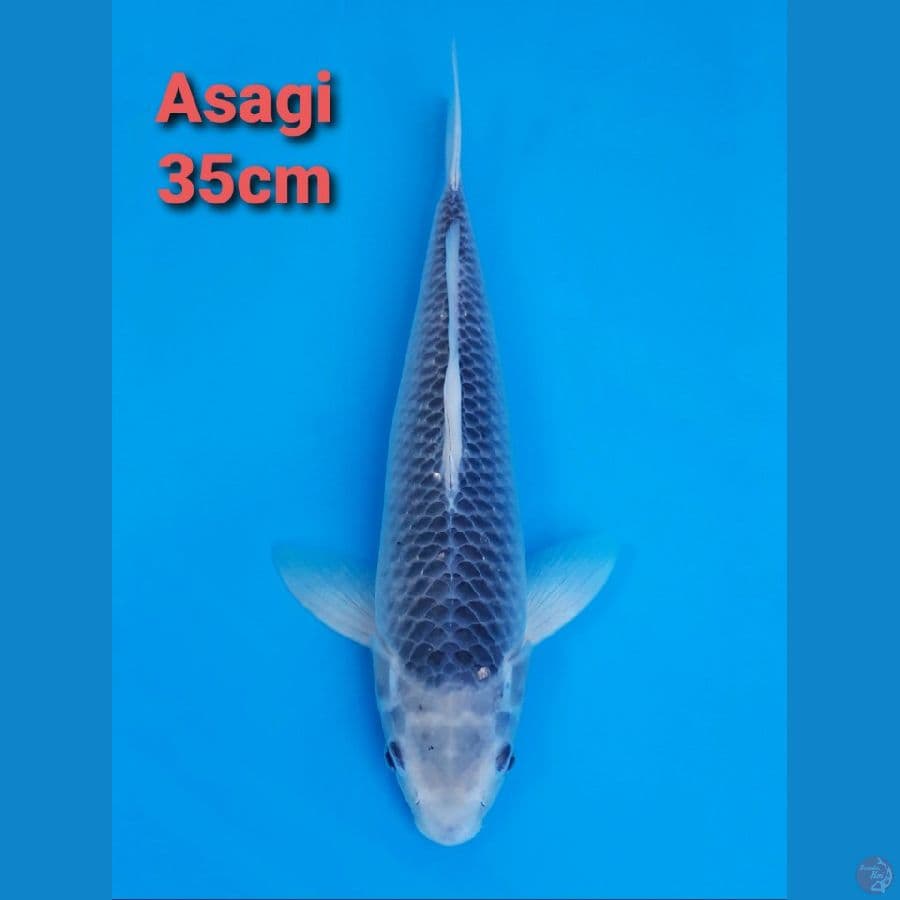 ASAGI 35CM