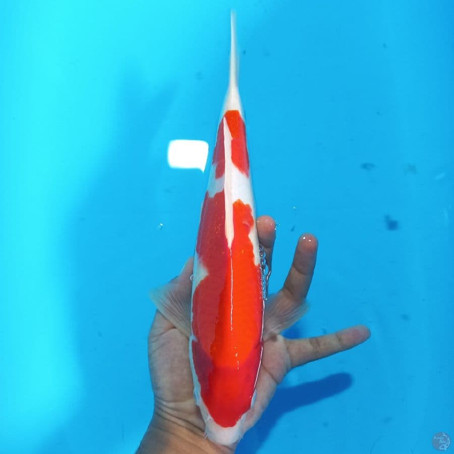 *KOHAKU//ML/34 CM*