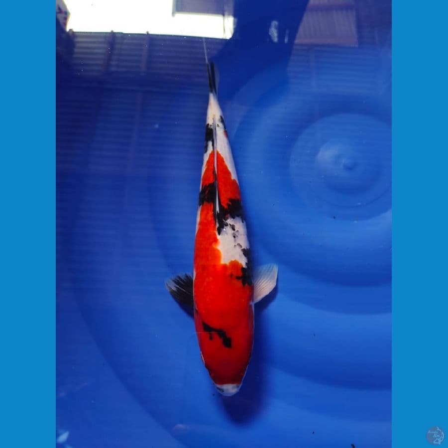 showa 35cm