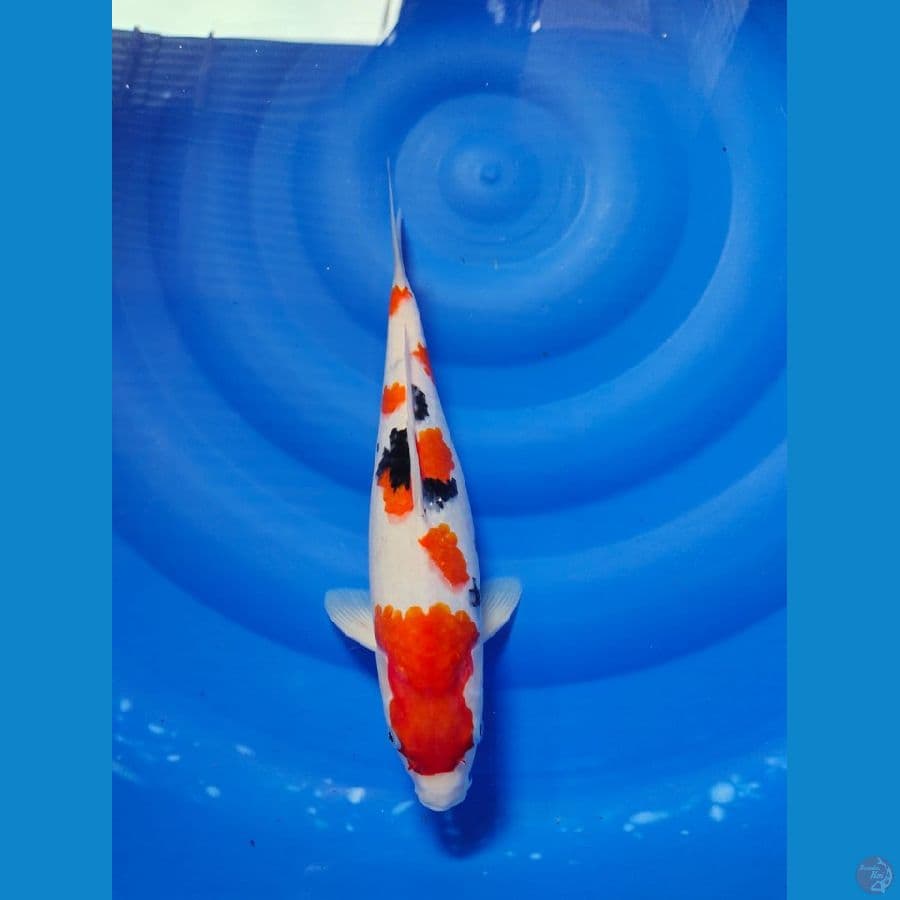 sanke 35cm
