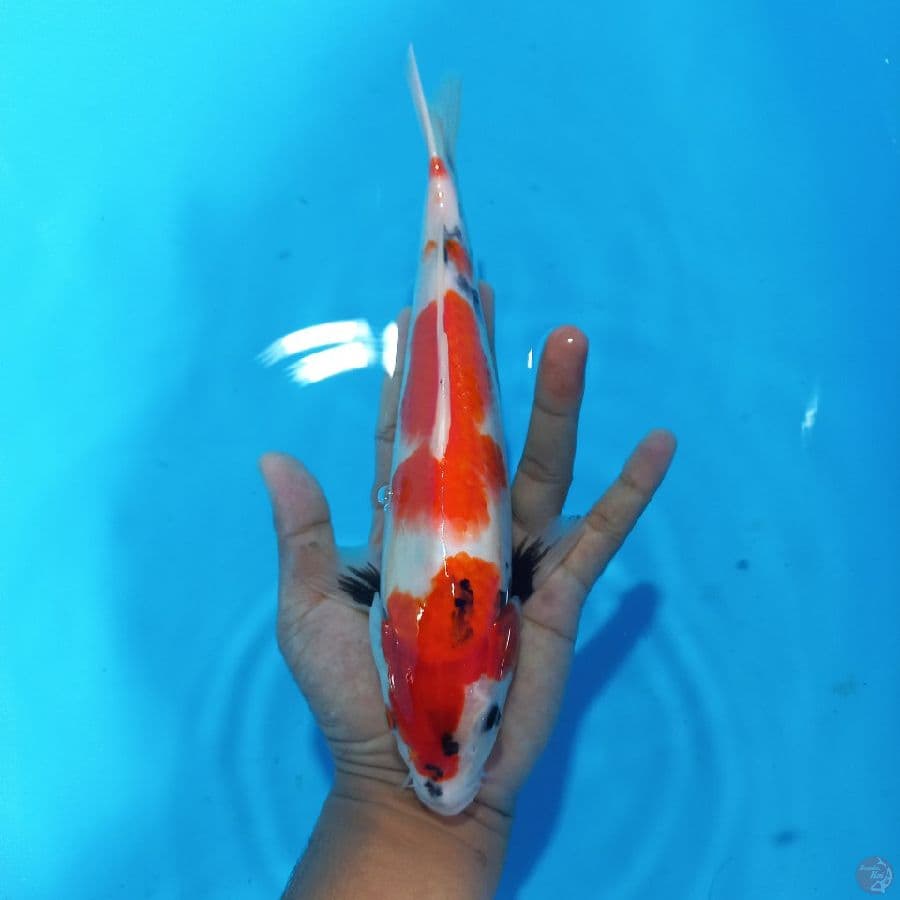 *SHOWA//ML/27 CM*