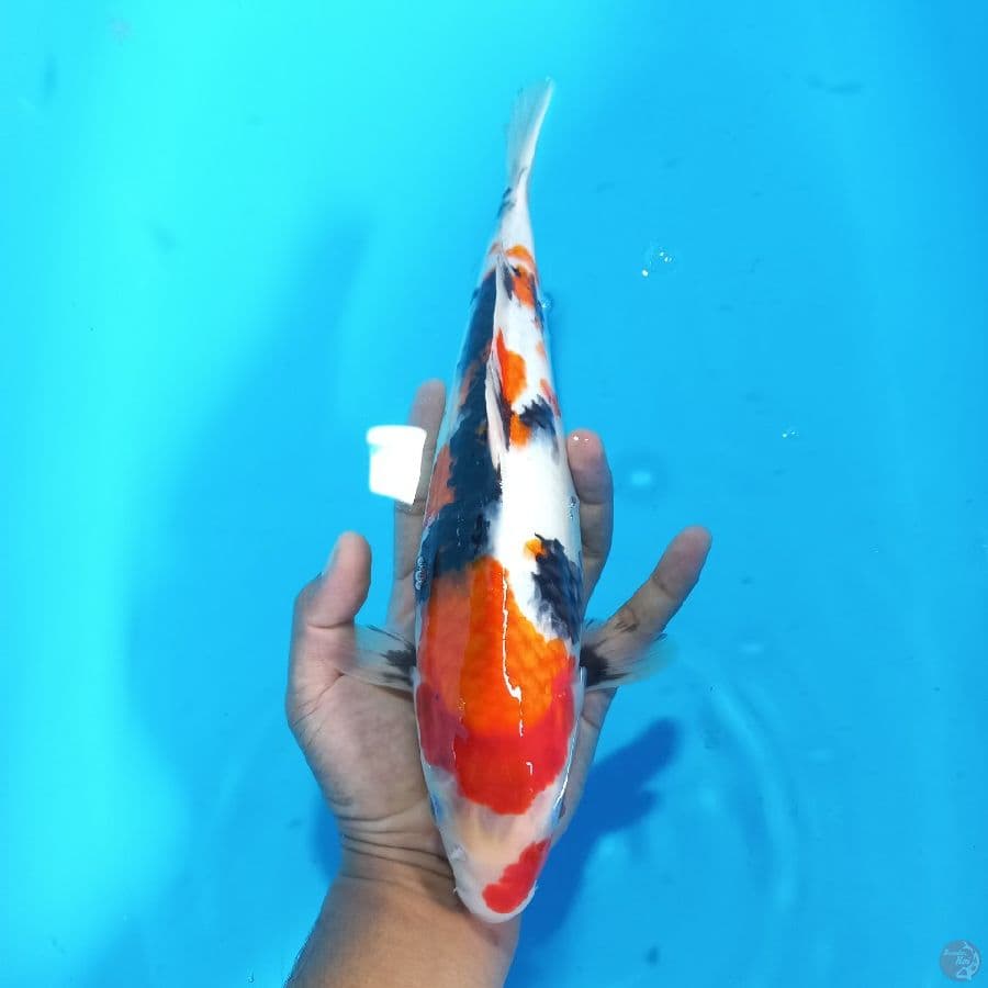 *SHOWA//FM/33 CM*
