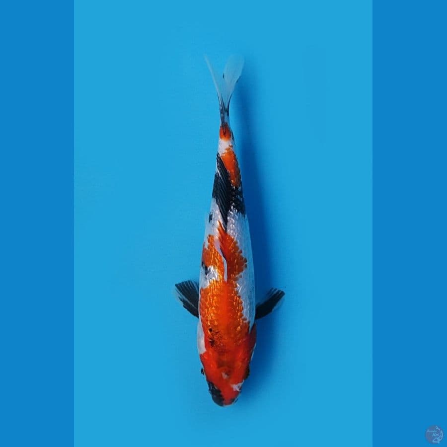 SHOWA GINRIN TATEGOI 19cm