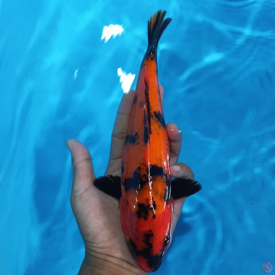 *HI UTSURI//FM/28 CM*