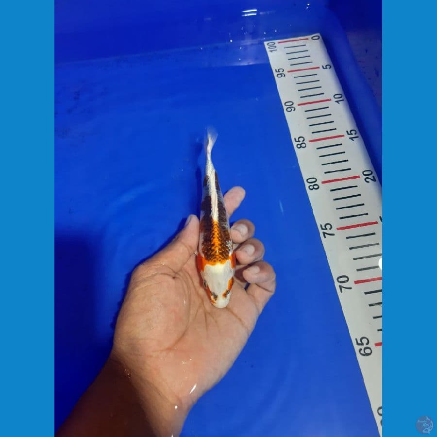 BAHAN KESAYANGAN 16CM
