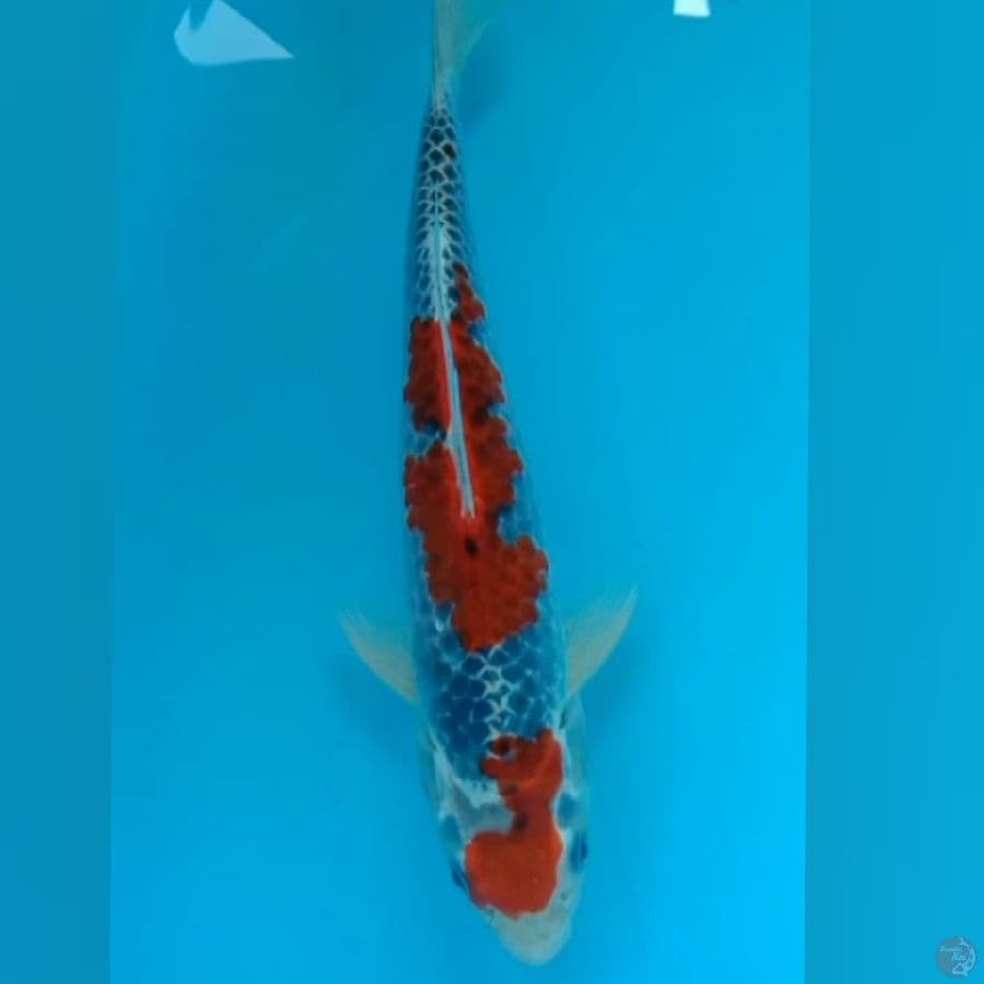 Goshiki 26cm