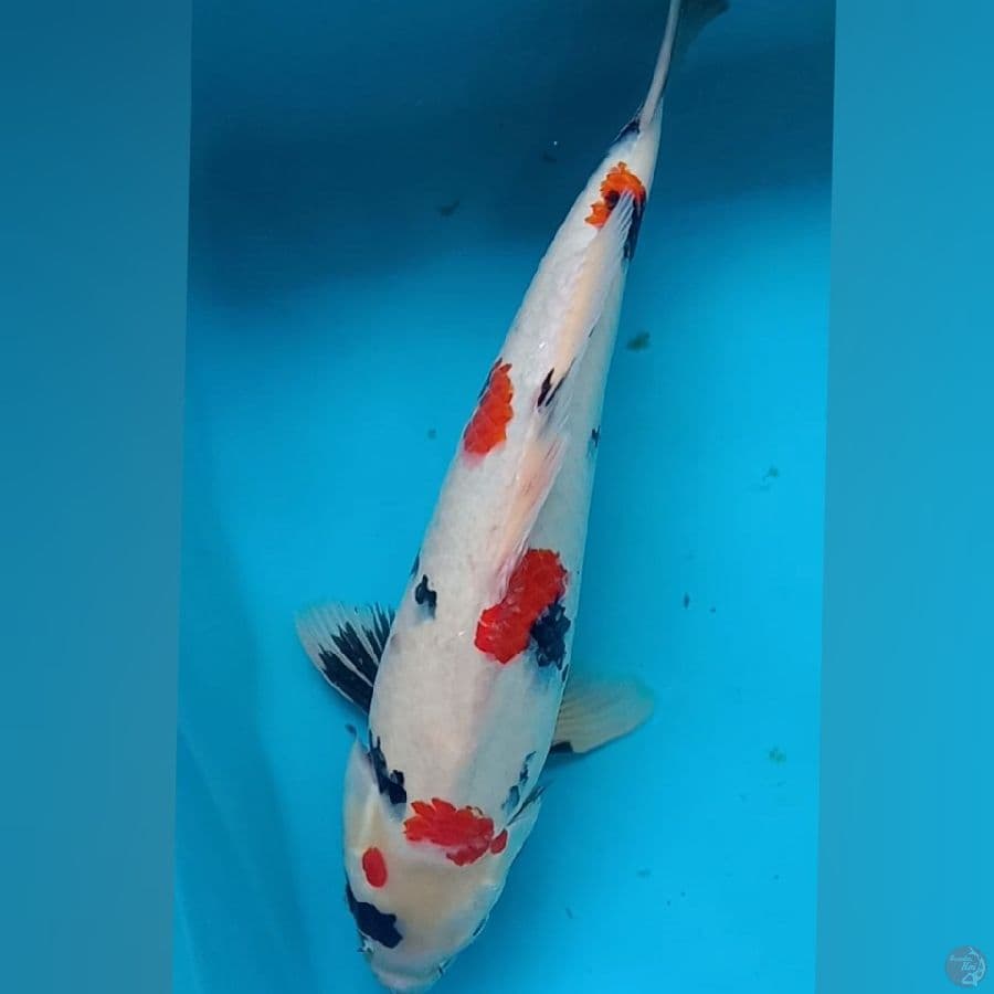 Kindai showa 44cm