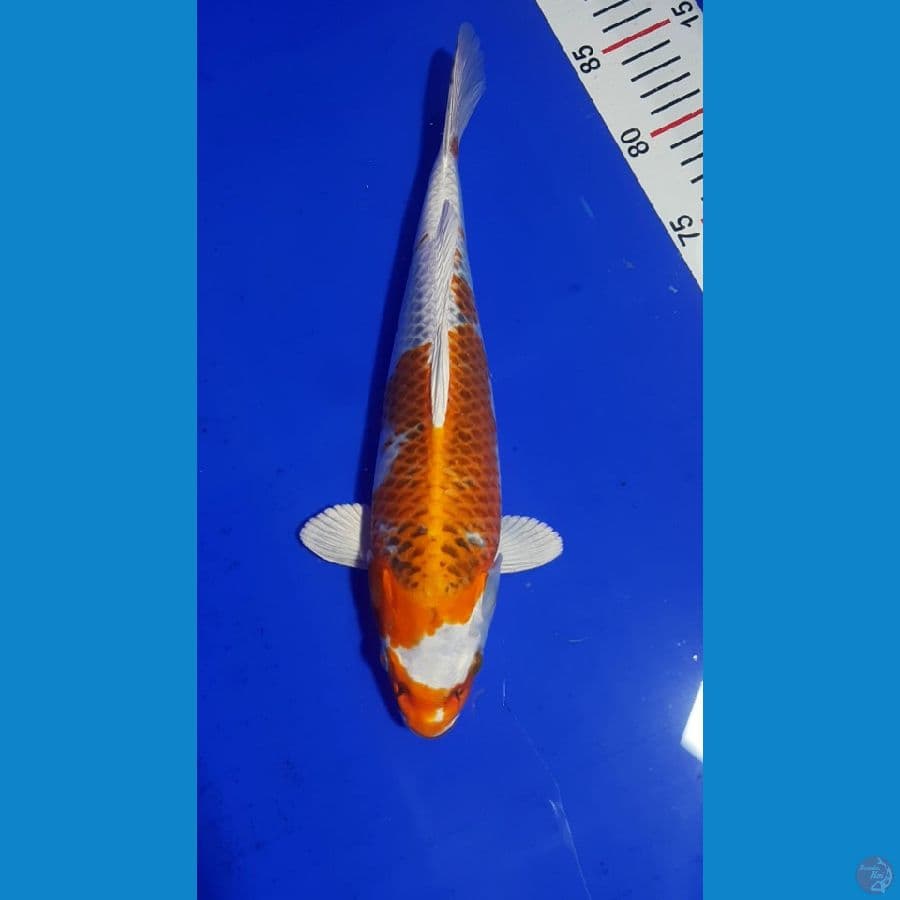 BAHAN KESAYANGAN 30CM