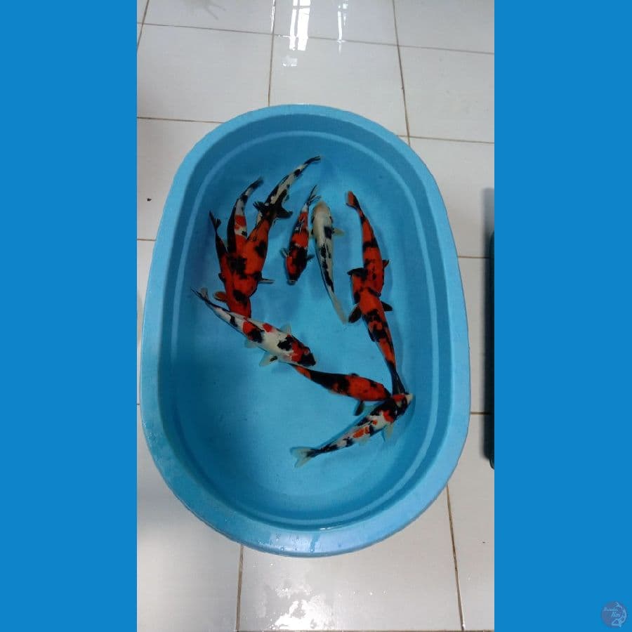 paket 11ekor showa, shiro, utshuri 25-30cm