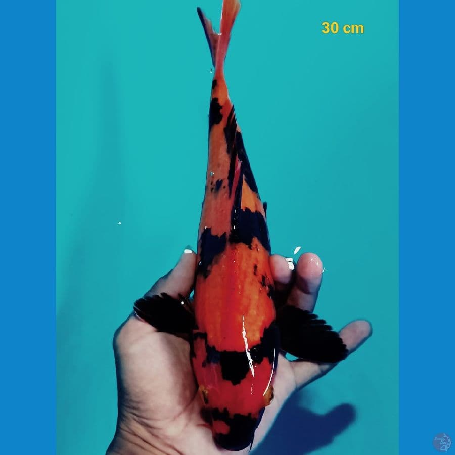 Hiu 30 cm