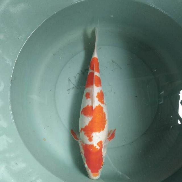 Kohaku Calon Indukan