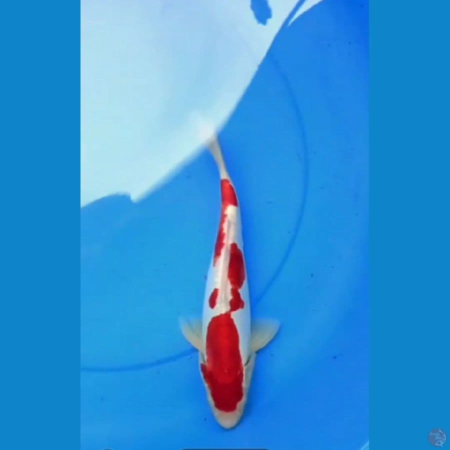 Kohaku Doitsu Merah Strong SQ