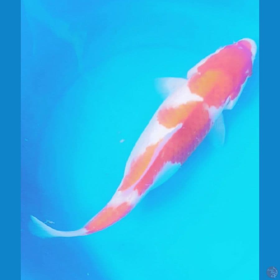 kohaku 30cm