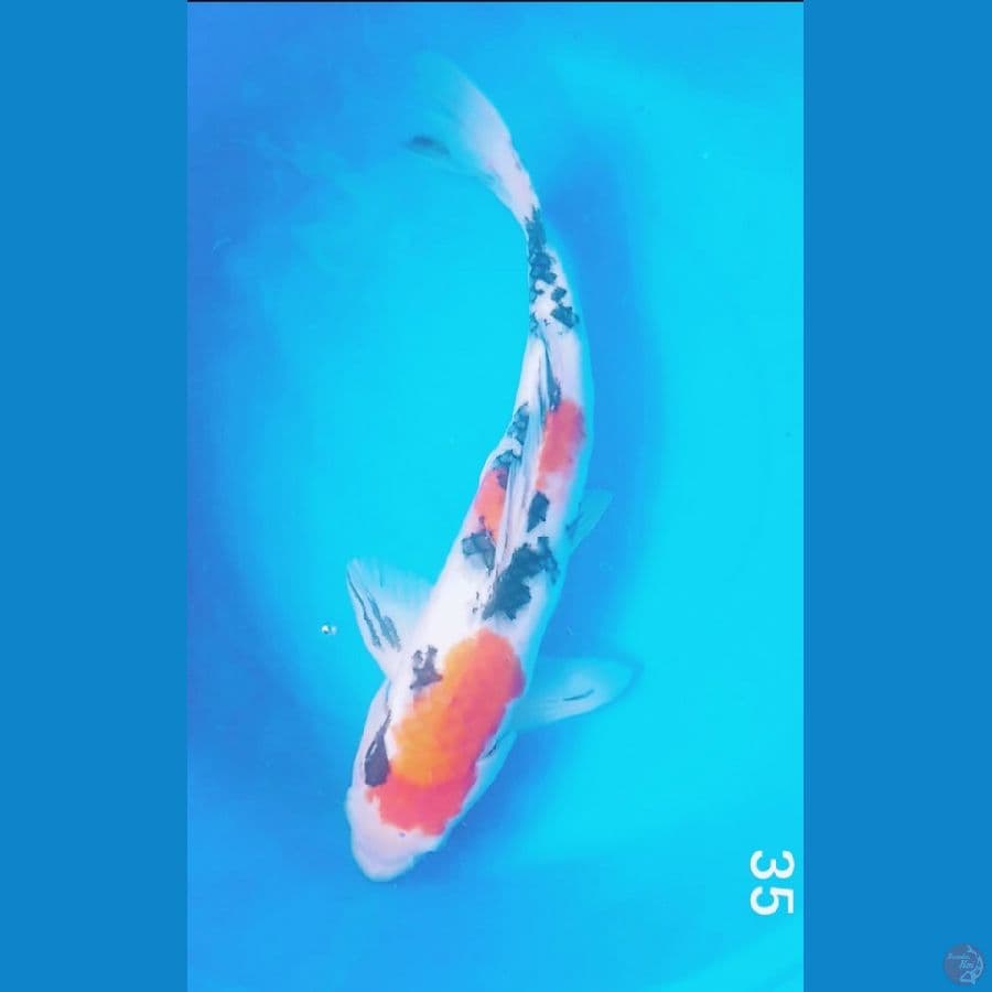 sanke strong 35cm