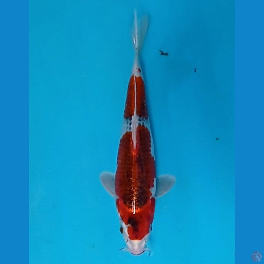 gosiki 27 cm
