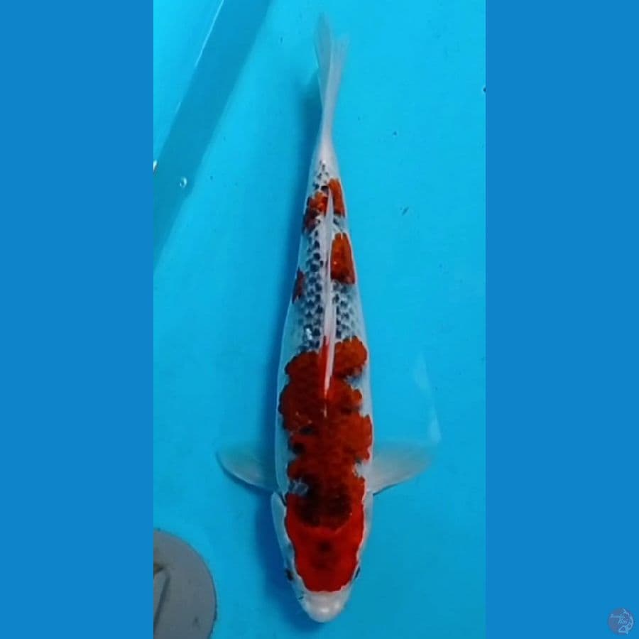 27 cm