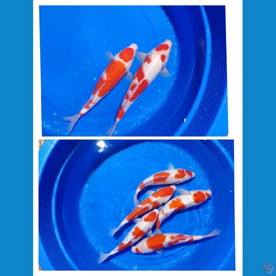 kohaku hq size 32-35cm