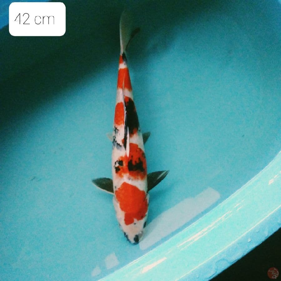showa 42 cm