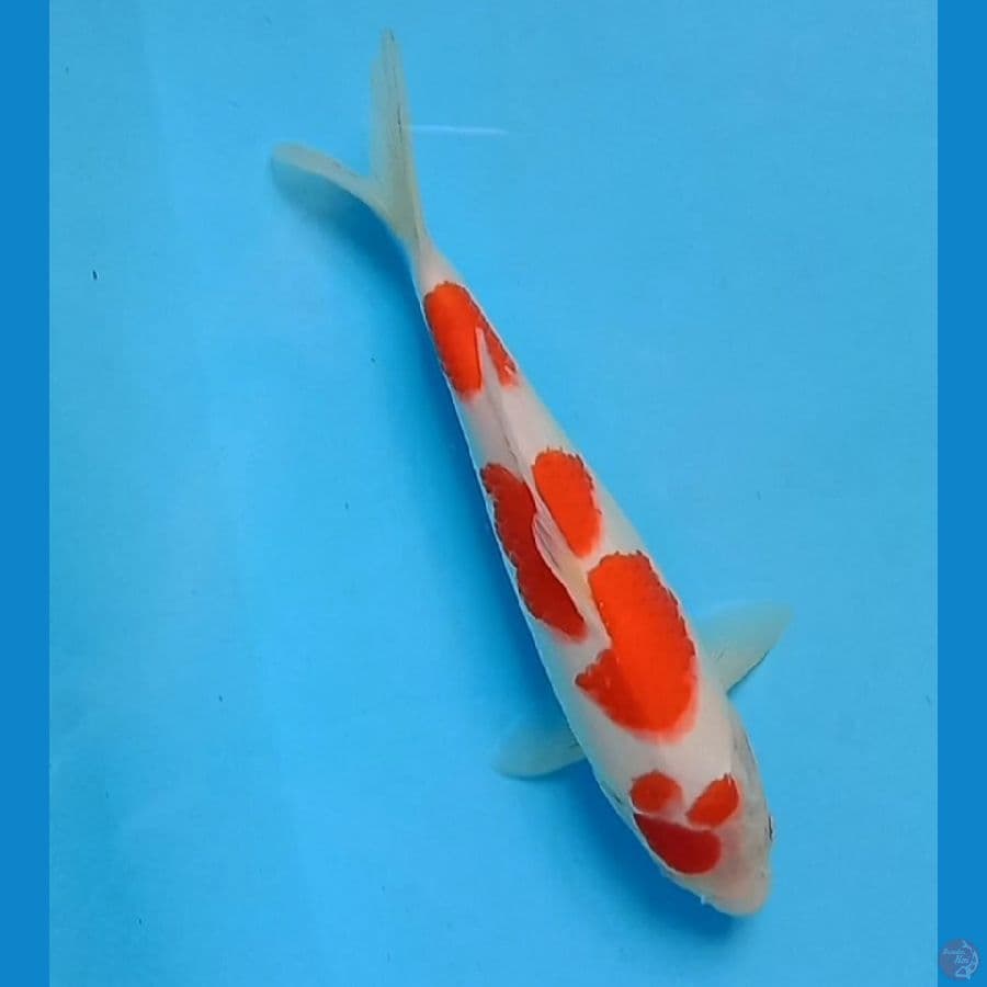 kohaku