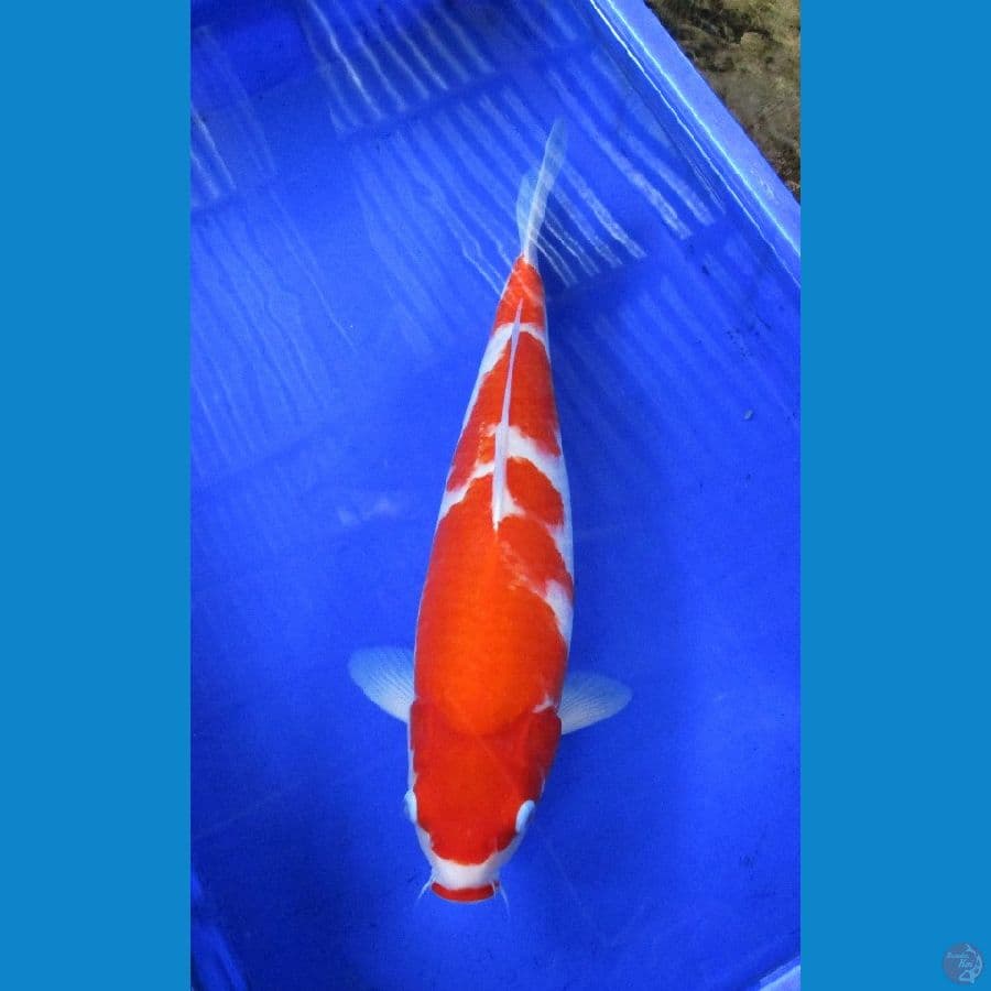kohaku ±43cm