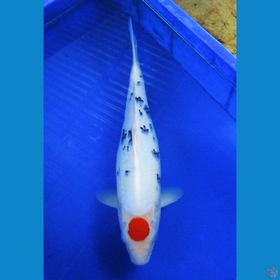 tancho ±41cm