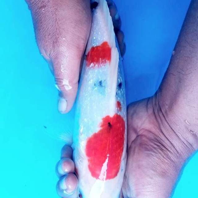 Sanke ginrin tategoi 30cm