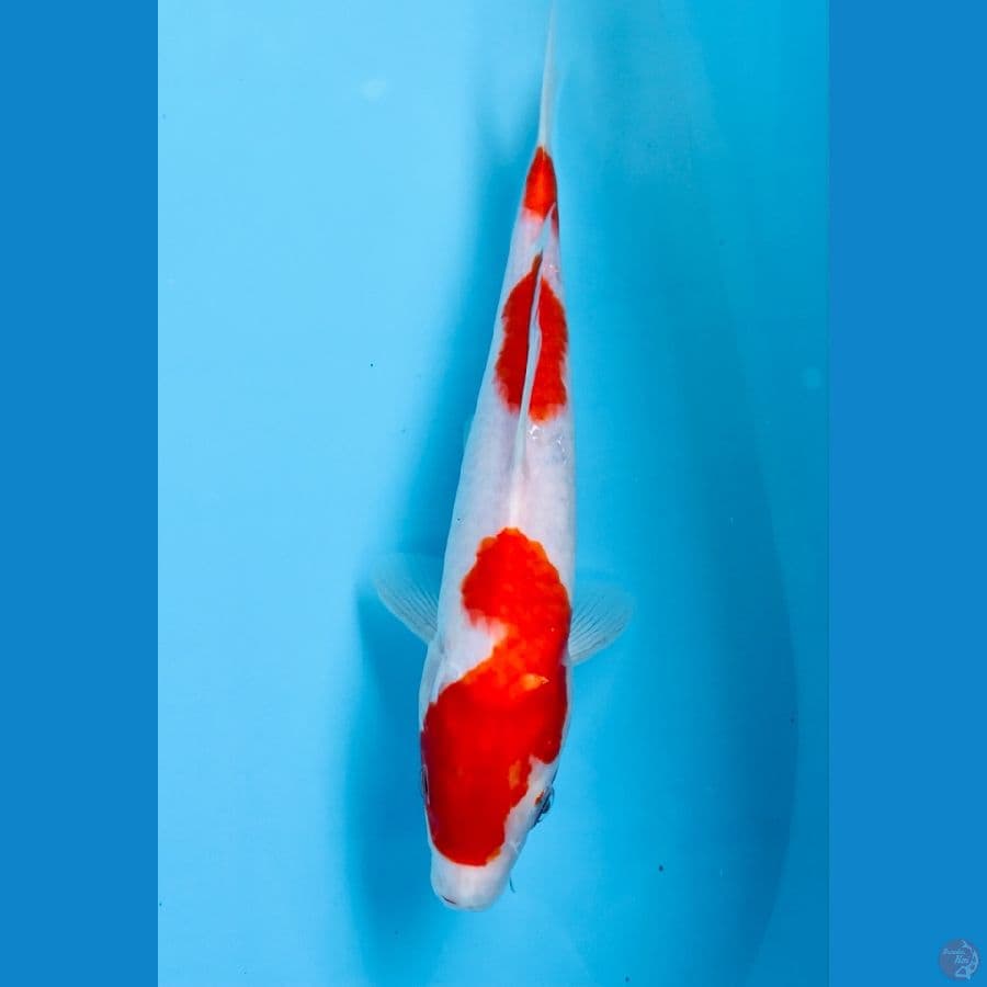 kohaku 27 cm
