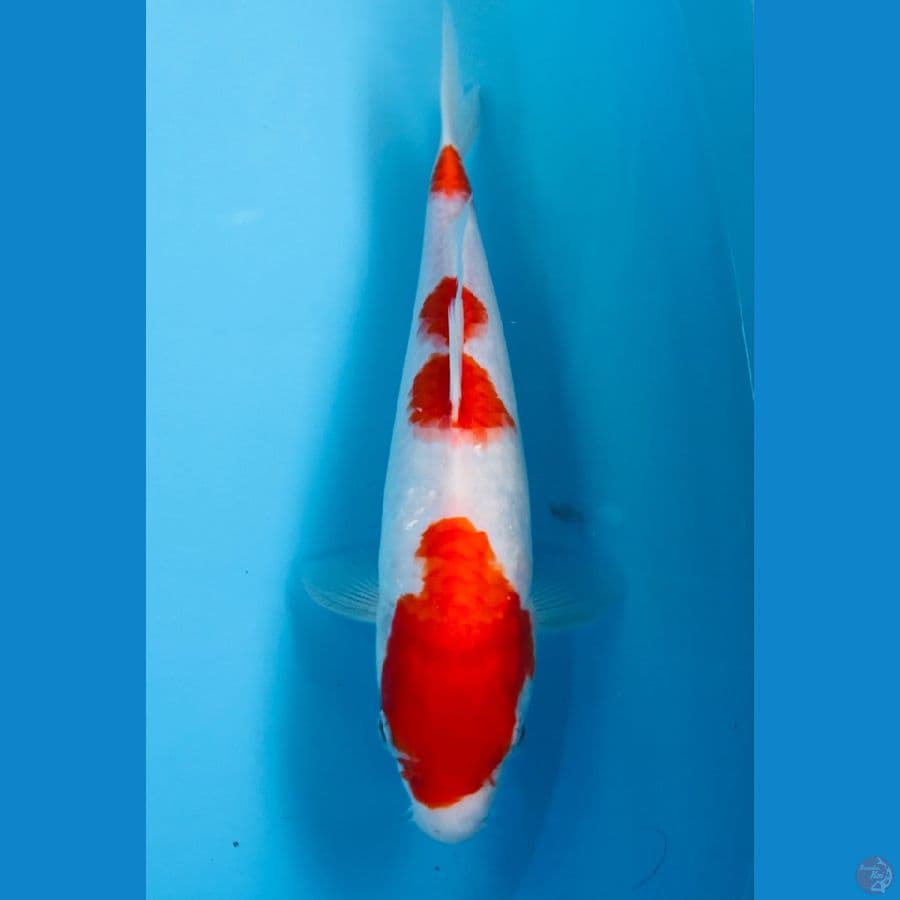 kohaku 30cm